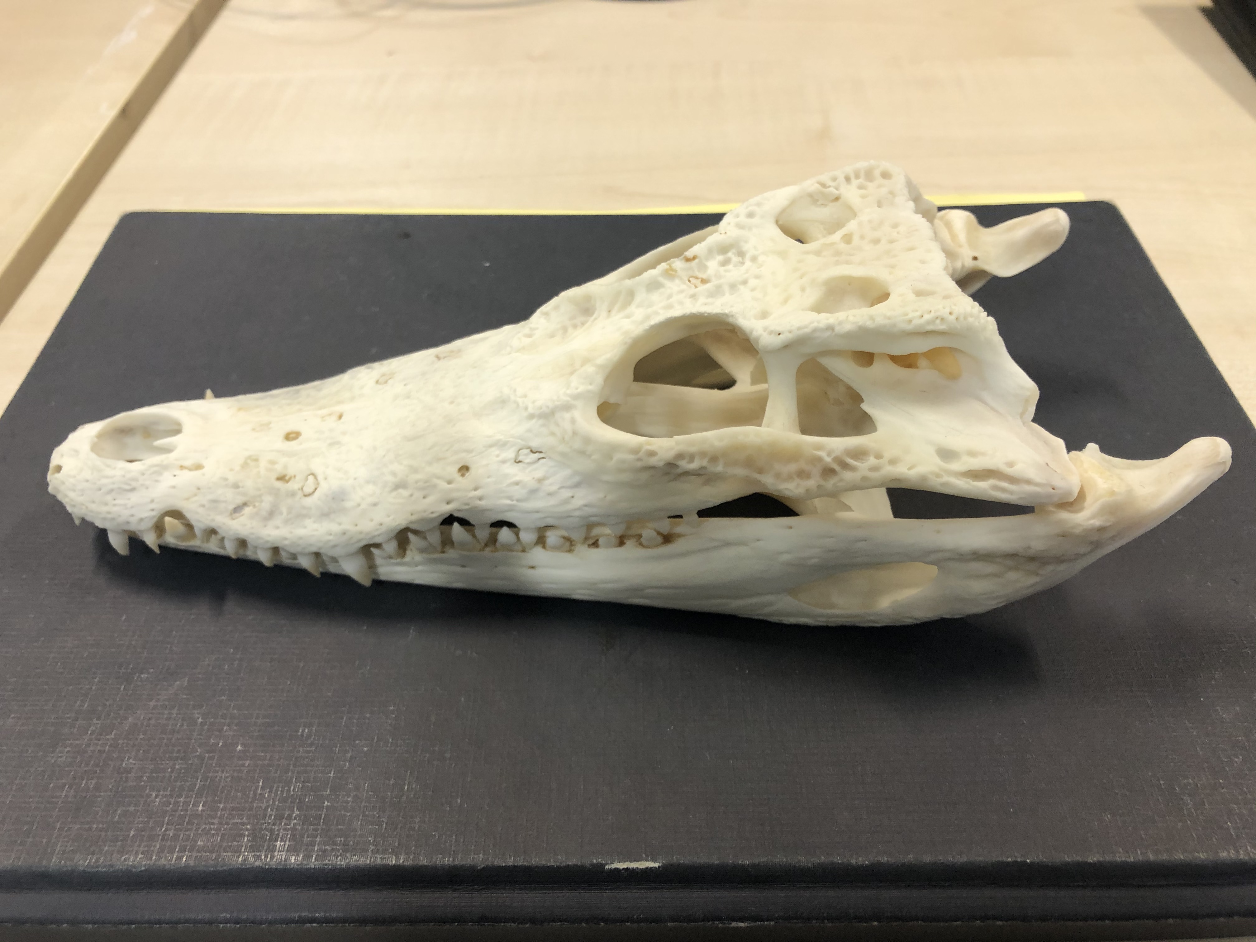 Skull