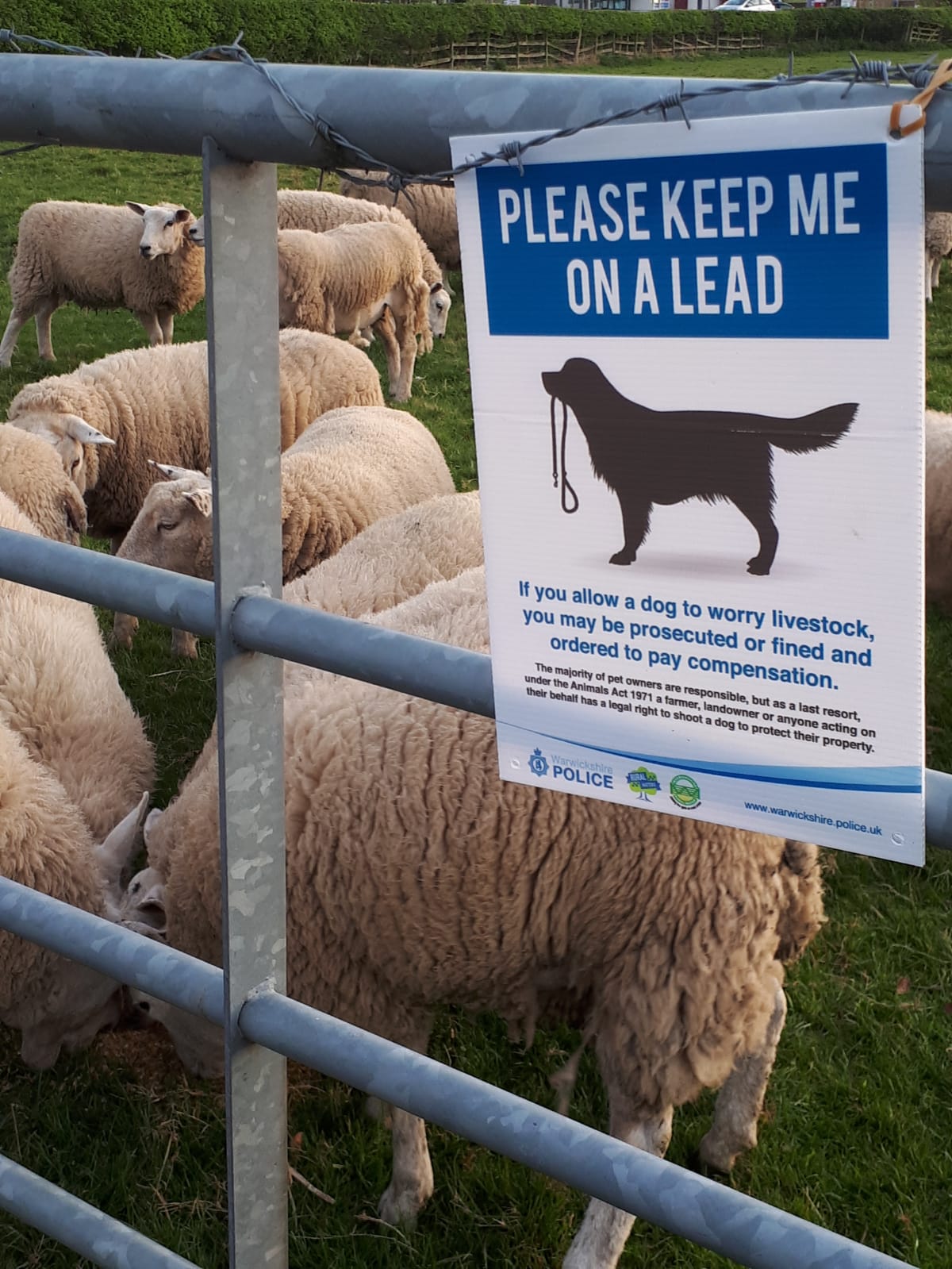 Sheep