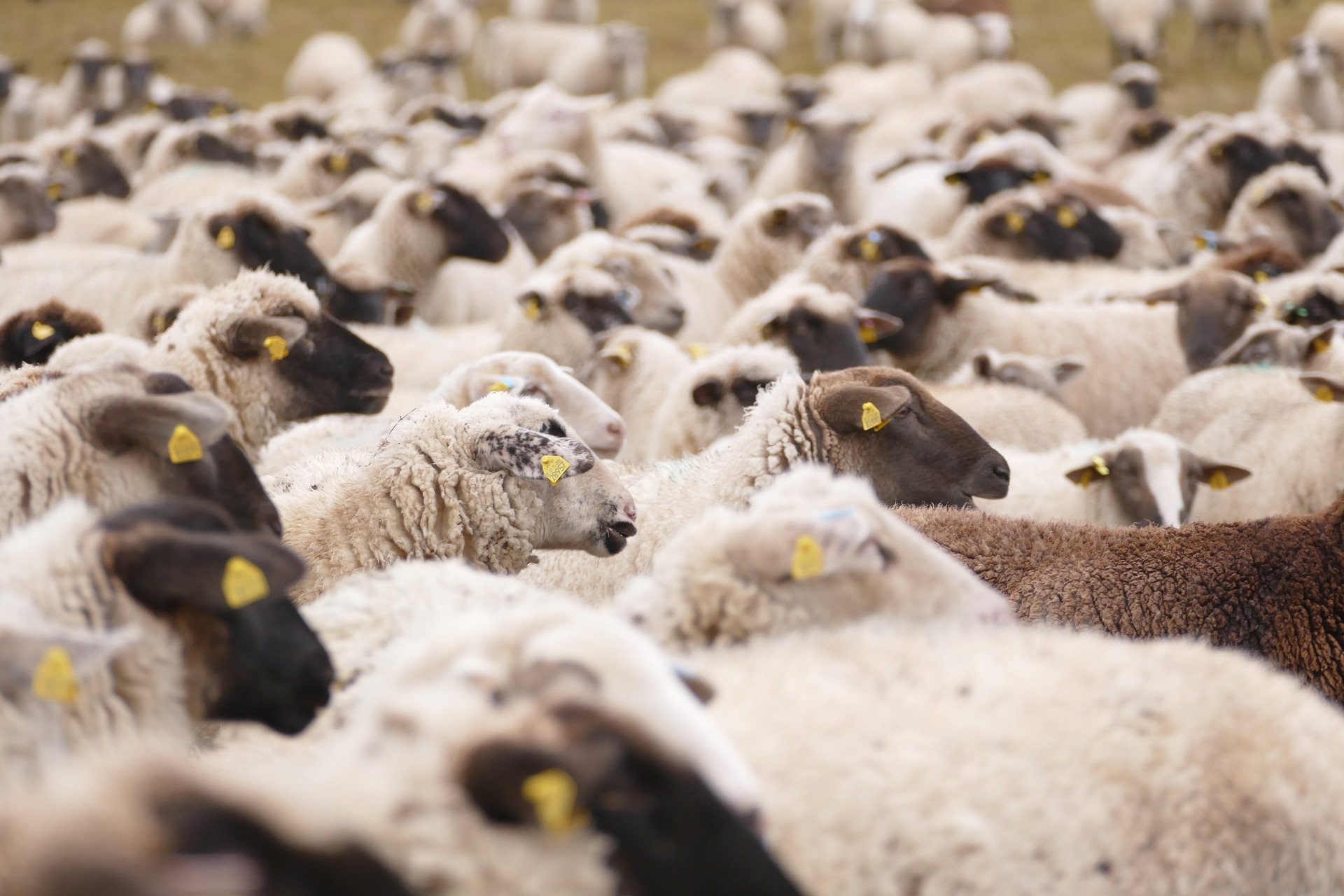Over 100 sheep reported stolen in Warwickshire – help us find them