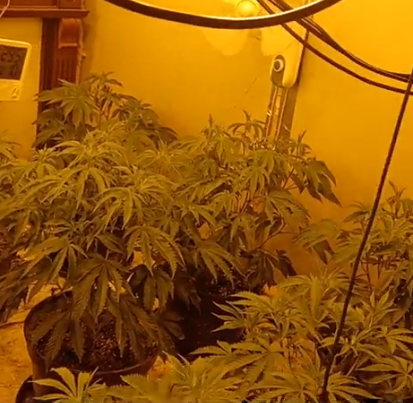 Exhall cannabis