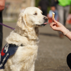 OK9 wellbeing dog Freya being tempted by a tiny icecream cone at our sunny 2024 Family Day event